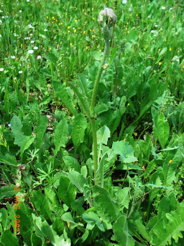 Crepis vesicaria / Radicchiella vescicosa